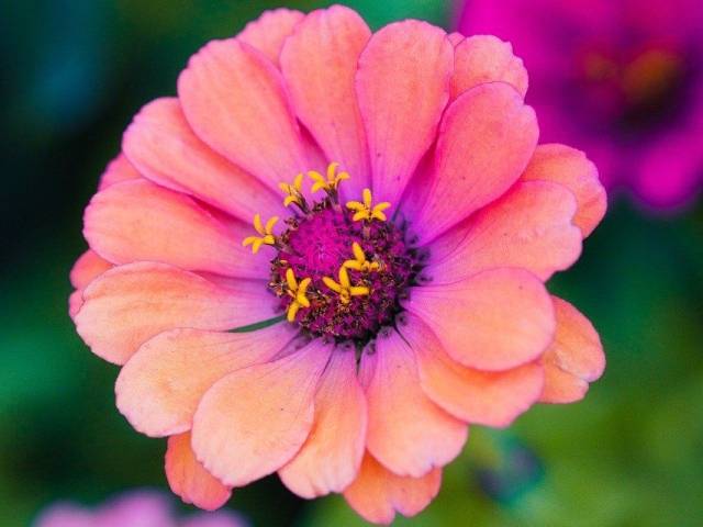 Zinnia